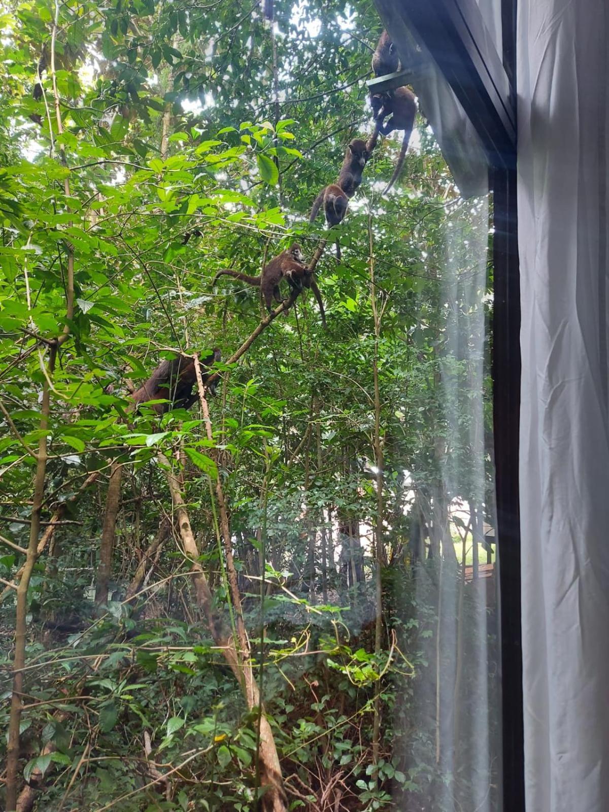 Jungle Living Tree Houses Monteverde Esterno foto